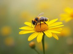 Conceptos erróneos sobre las abejas que debes conocer Conceptos erróneos sobre las abejas que debes conocer