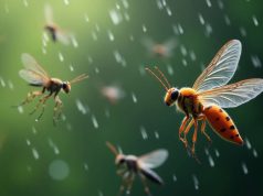 Insectos: su secreto para volar bajo la lluvia revelado Insectos: su secreto para volar bajo la lluvia revelado